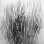 Corncrake