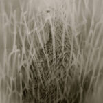 Grey Partridge