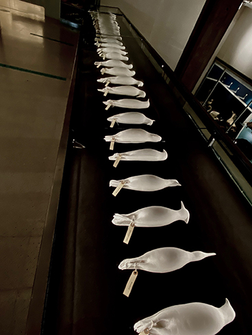 Cambridge Museum of Zoology